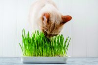 Hierba-para-gatos-1